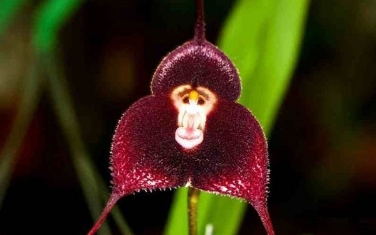 japonyadan-maymun-orkideler