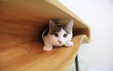 kedi-sahipleri-icin-calisma-masasi