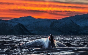 20-balina-fotografiyla-muhtesem-deniz-fotografciligi