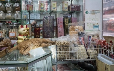 24-fotografla-hong-kong-dukkânlarinin-mudavimi-kediler